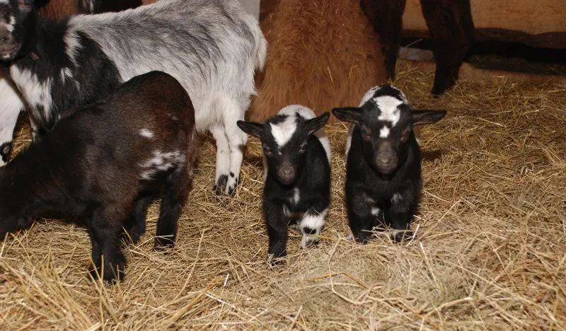 Зображення до новини