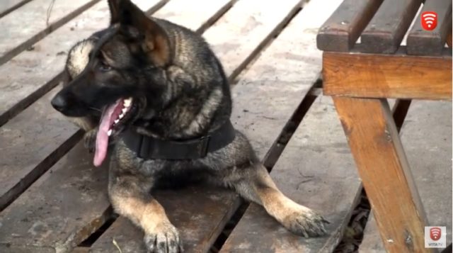 “Чотирилапі поліцейські”: як у Вінниці навчають службових собак. ВІДЕО