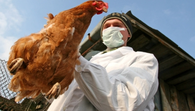 Ветеринари повідомляють про перемогу над вірусом пташиного грипу на Вінниччині