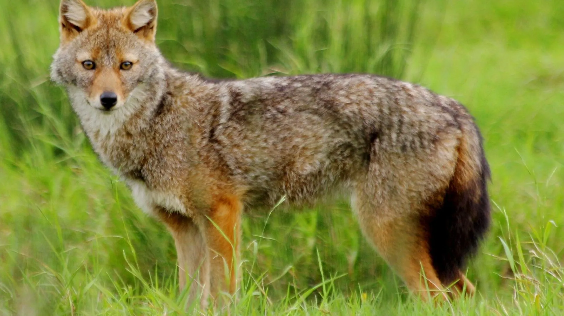 Зображення до новини