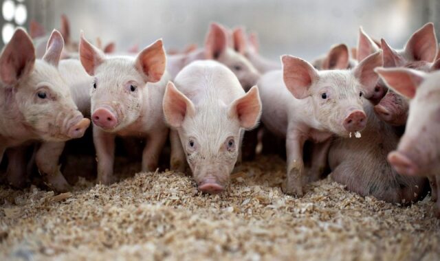 На Вінниччині виявлено черговий спалах африканської чуми свиней