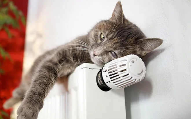 Зображення до новини