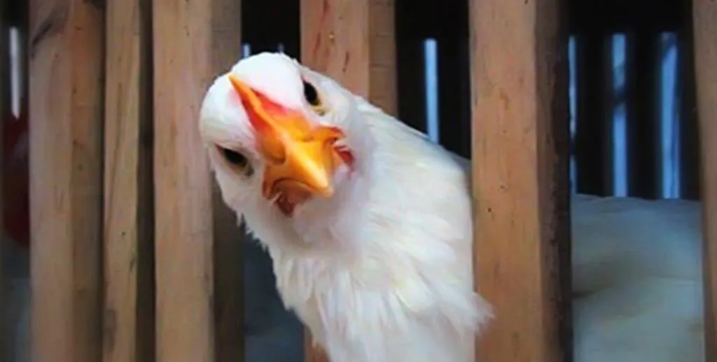 Зображення до новини