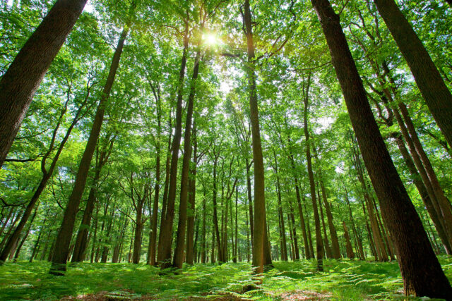 Для створення нових лісів на Вінниччині підготували понад 10 мільйонів саджанців