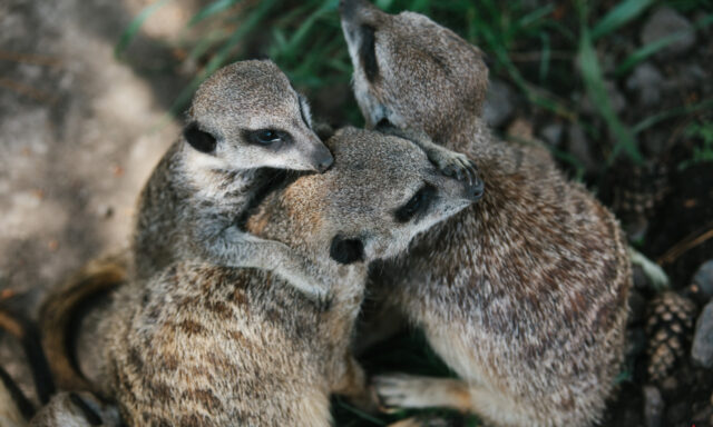 У “Подільському зоопарку” в лютому народилось п’ятеро звірят. ФОТО