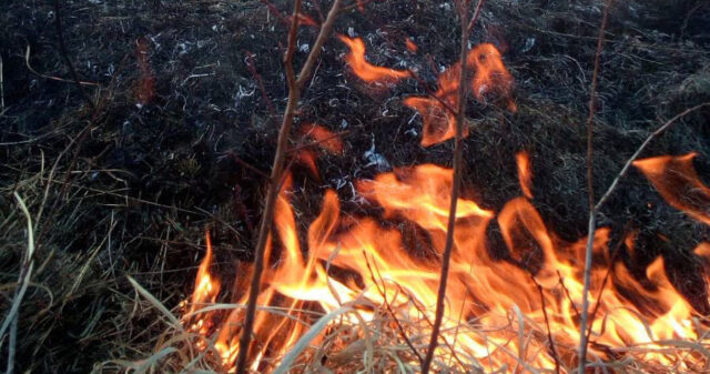 Скальський: 90% пожеж в екосистемах – це підпали
