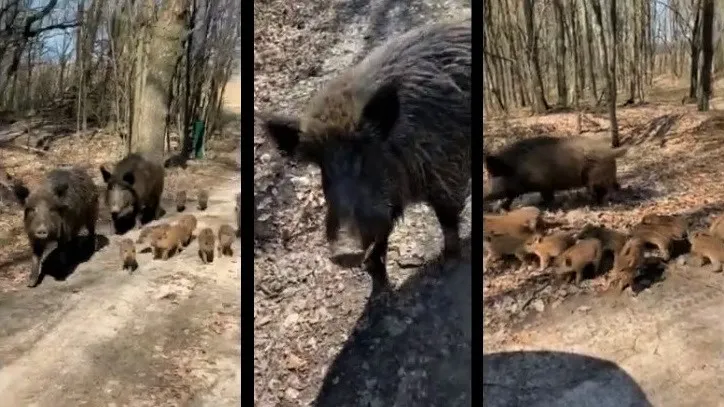 Зображення до новини