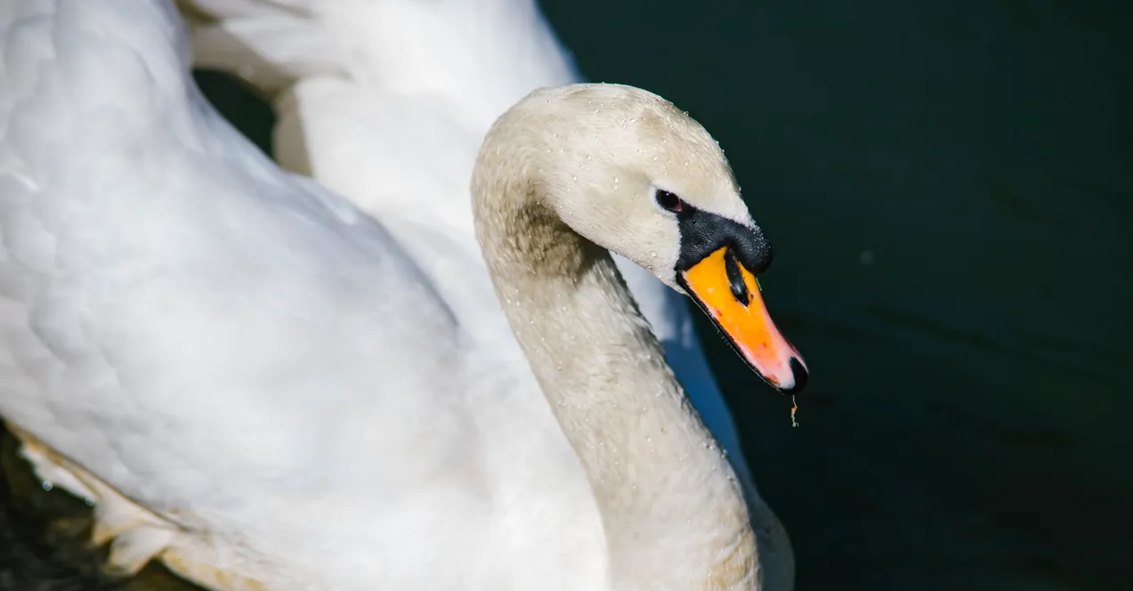 Зображення до новини