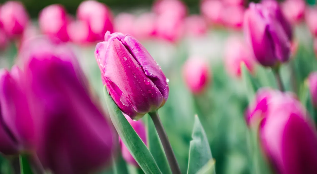 Зображення до новини