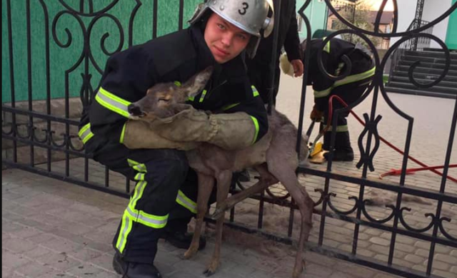 У Вінниці рятувальники визволили дитинча косулі, яке застрягло в металевій огорожі. ФОТО
