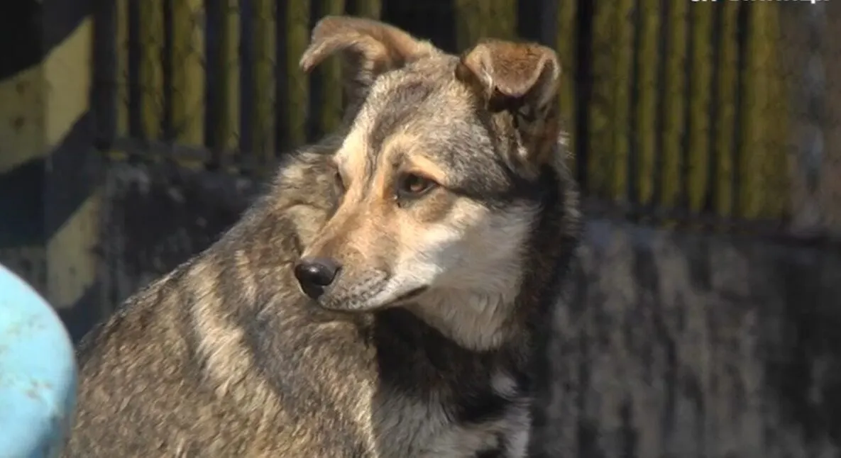 Зображення до новини