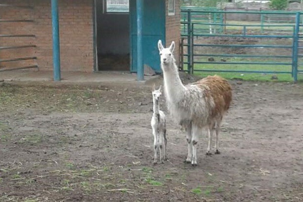 У Подільському зоопарку народилась лама. ФОТО