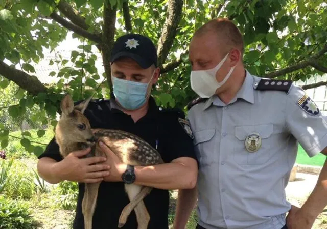 На Вінниччині поліцейські передали зоопарку знайдену маленьку козулю. ФОТО