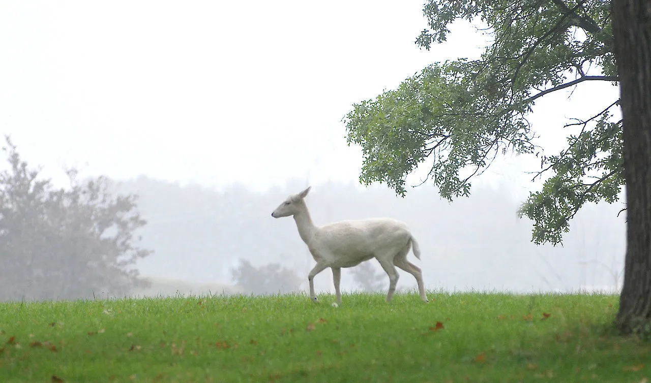 Зображення до новини