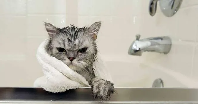 Зображення до новини