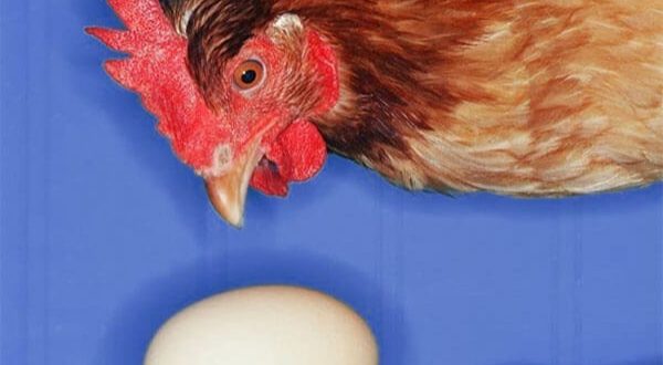 У курятині з “Вінницької птахофабрики” виявлено сальмонелу