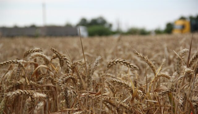 Цьогоріч на Вінниччині змололи вже понад мільйон тонн зерна