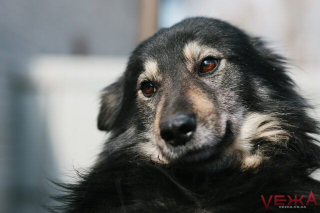У Вінниці нарахували 1330 безпритульних собак. ВІДЕО
