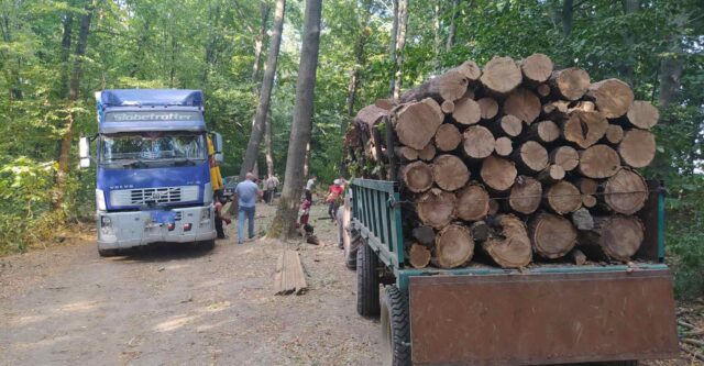 На Вінниччині виявили незаконну вирубку понад 1200 дерев