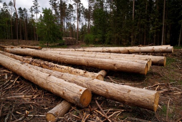 На Вінниччині судитимуть працівників лісгоспу, які допустили незаконну вирубку дерев