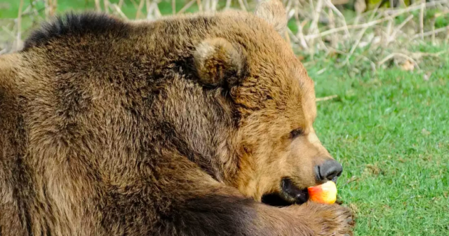 Яблучний спас: ведмедів з Подільського зоопарку частуватимуть медом та яблуками