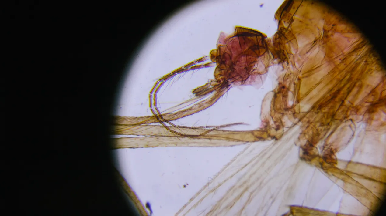 Зображення до новини