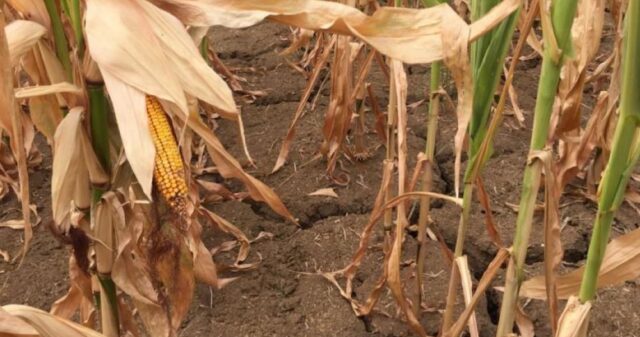 Урожай на півдні та центрі Вінниччині страждає від посушливого літа