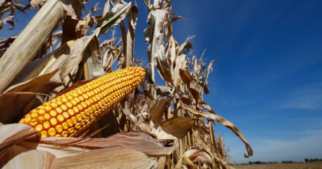 У трьох районах на Вінниччині зменшився врожай кукурудзи через посуху. ВІДЕО
