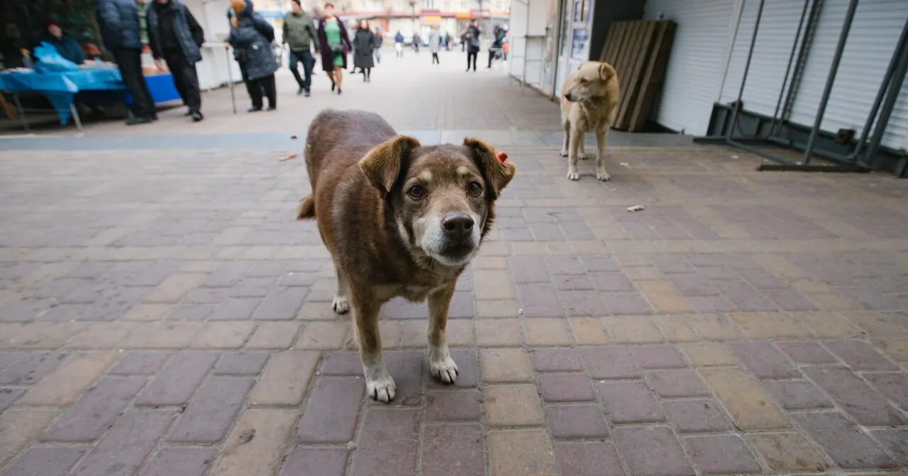 Зображення до новини