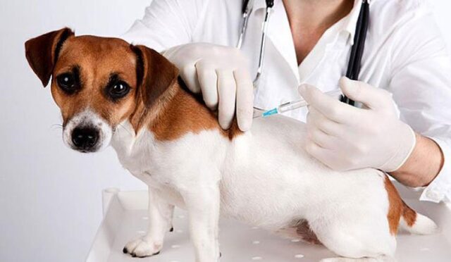 У вінницькому муніципальному притулку безкоштовно вакцинують тварин від сказу