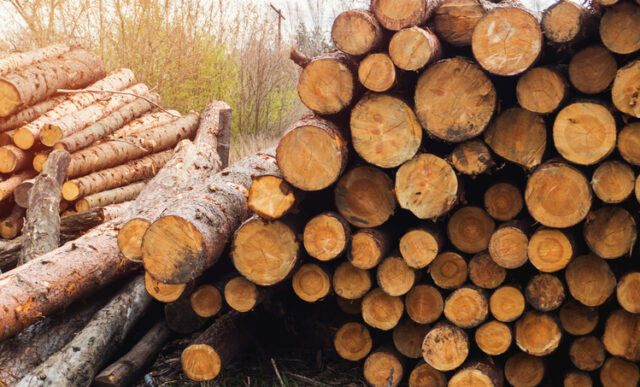 За незаконну вирубку дерев на Вінниччині порушник заплатить 123 тисячі