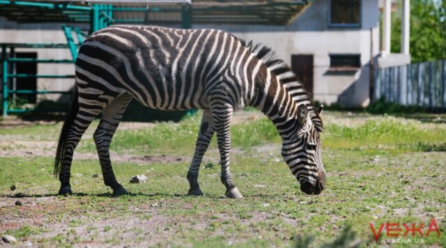 У “Подільському зоопарку” від удару в огорожу загинула зебра Тіра