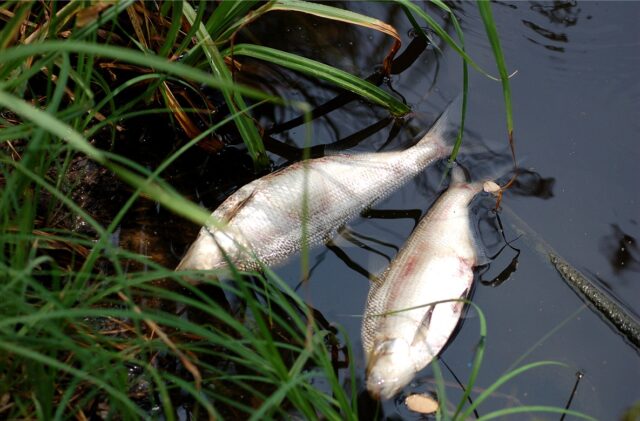 У водосховищі на Вінниччині виявили загибель риби