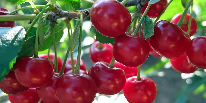 Зображення до новини