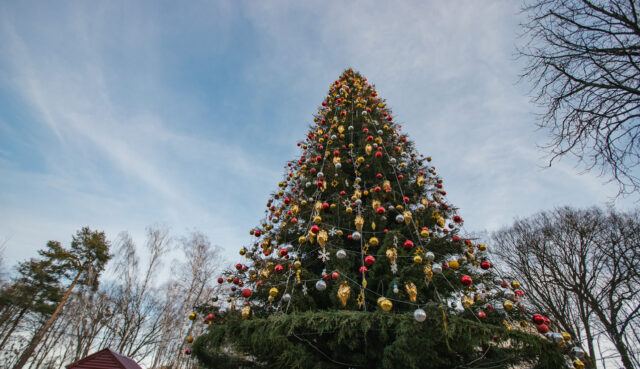 У Вінниці для створення головної новорічної ялинки придбають 320 дерев