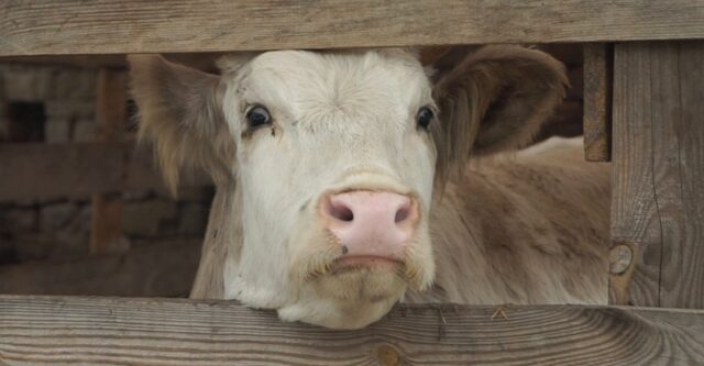 На Вінниччині подружжя створило притулок для корів, яких врятували від скотобійні. ВІДЕО