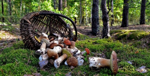 На Вінниччині за місяць отруїлись грибами 73 людини
