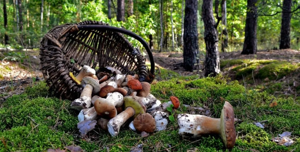 Зображення до новини