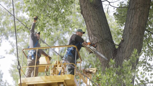 У Вінниці планують зрізати 9 аварійних дерев за понад 35 тисяч