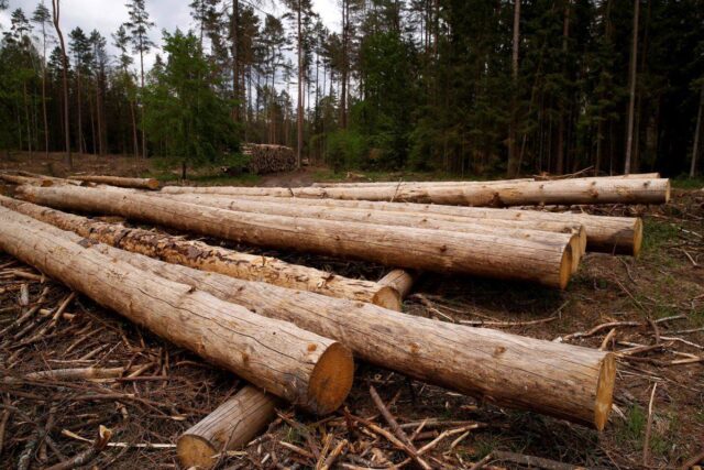 30 мільйонів за незаконну вирубку дерев має сплатити підприємство на Вінниччині