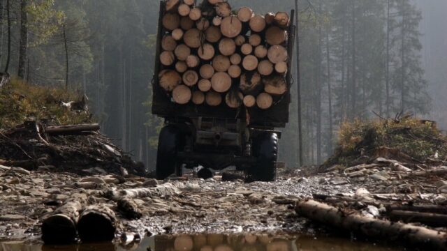 На Вінниччині “чорному лісорубу” загрожує до 7 років тюрми