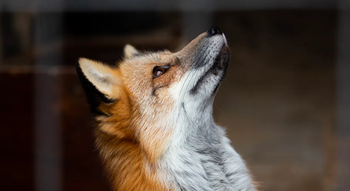 Зображення до новини