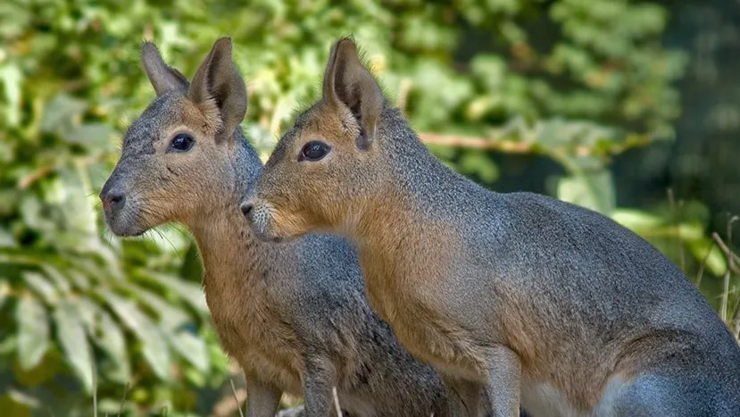 Зображення до новини