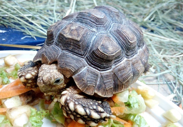 До “Подільського зоопарку” привезли рідкісних шпороносних черепах з Африки. ФОТО