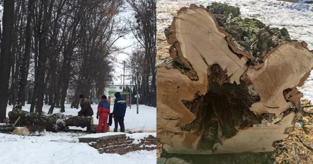 У Вінниці почали підготовку до реконструкції парку “Хімік”: видаляють аварійні дерева. ФОТО