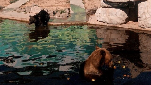 У “Подільському зоопарку” 15-річна ведмедиця Умка вперше дала потомство