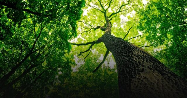 Понад п’ять мільйонів дерев: на Вінниччині цієї весни відтворять 834 гектари лісу