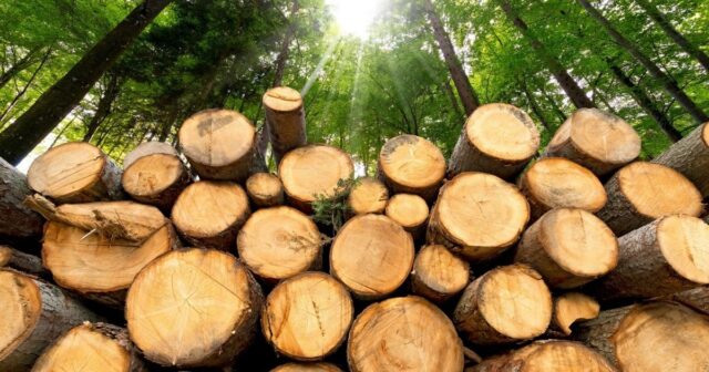 Понад 20 мільйонів збитків: на Вінниччині викрили зловмисників, які нелегально вирубували ліс