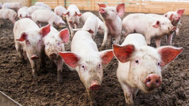 На Вінниччині виявили спалах африканської чуми свиней