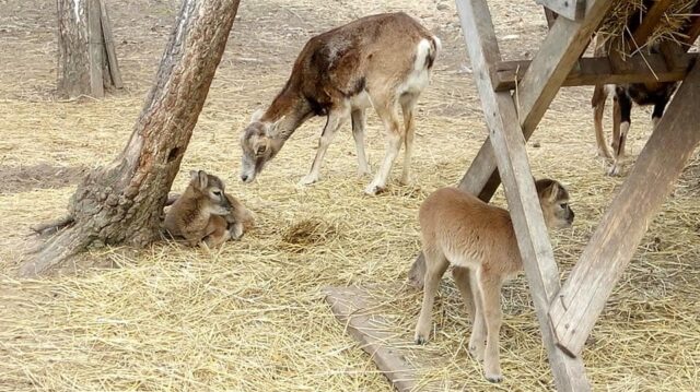 У муфлонів з “Подільського зоопарку” народилося четверо малюків. ФОТО